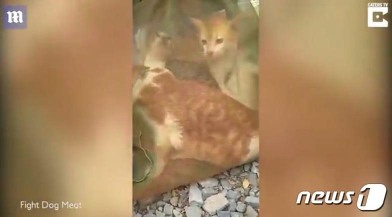 본문 이미지 - 고양이 고기 수요를 위해 가정에서 기르는 고양이도 훔쳤다.(사진 데일리메일 유튜브 캡처)ⓒ News1