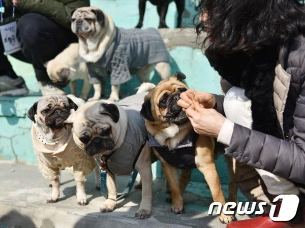 본문 이미지 - 1일 서울 광진구 육영재단 어린이회관 운동장에서 열린 퍼그 동호회 행사.(사진 네이버카페 '퍼그홀릭' 제공) ⓒ News1