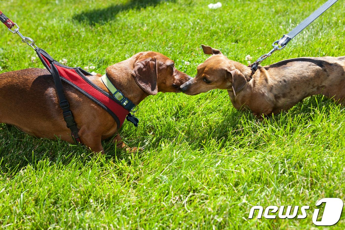 닥스훈트.(사진 이미지투데이·해당 사건과 관계 없음)ⓒ News1