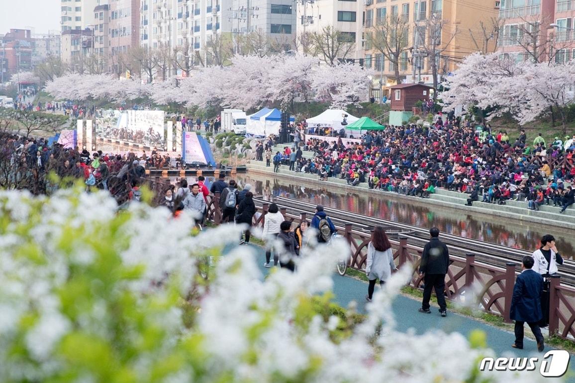 본문 이미지 - 은평구 불광천 벚꽃(은평구 제공)ⓒ News1