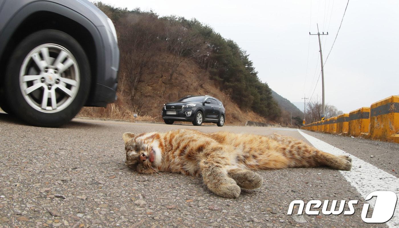 경남 함양군 휴천면 지리산 리조트 앞 60번 지방도로변에서 멸종위기 야생동물 2급인 삵이 로드킬 당한 채 발견됐다. 이곳 지리산 리조트 앞 엄천강에는 최근 천연기념물 제330호인 수달과 삵 등이 수시로 관찰되고 있다.&#40;함양군제공&#41; ⓒ News1 이경구 기자