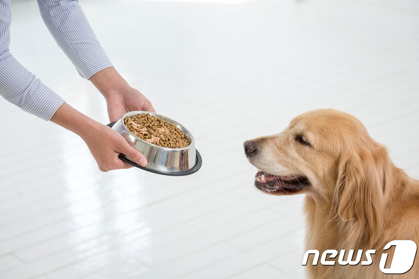 사료 먹는 강아지. 사진 이미지투데이 ⓒ News1