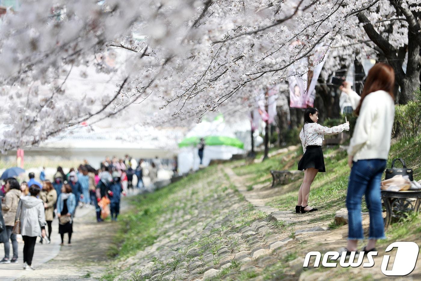 본문 이미지 - 30일 울산 남구 무거생태하천을 찾은 시민들이 만개한 벚꽃나무 아래에서 완연한 봄날씨를 만끽하고 있다. 2018.3.30 ⓒ 뉴스1 DB