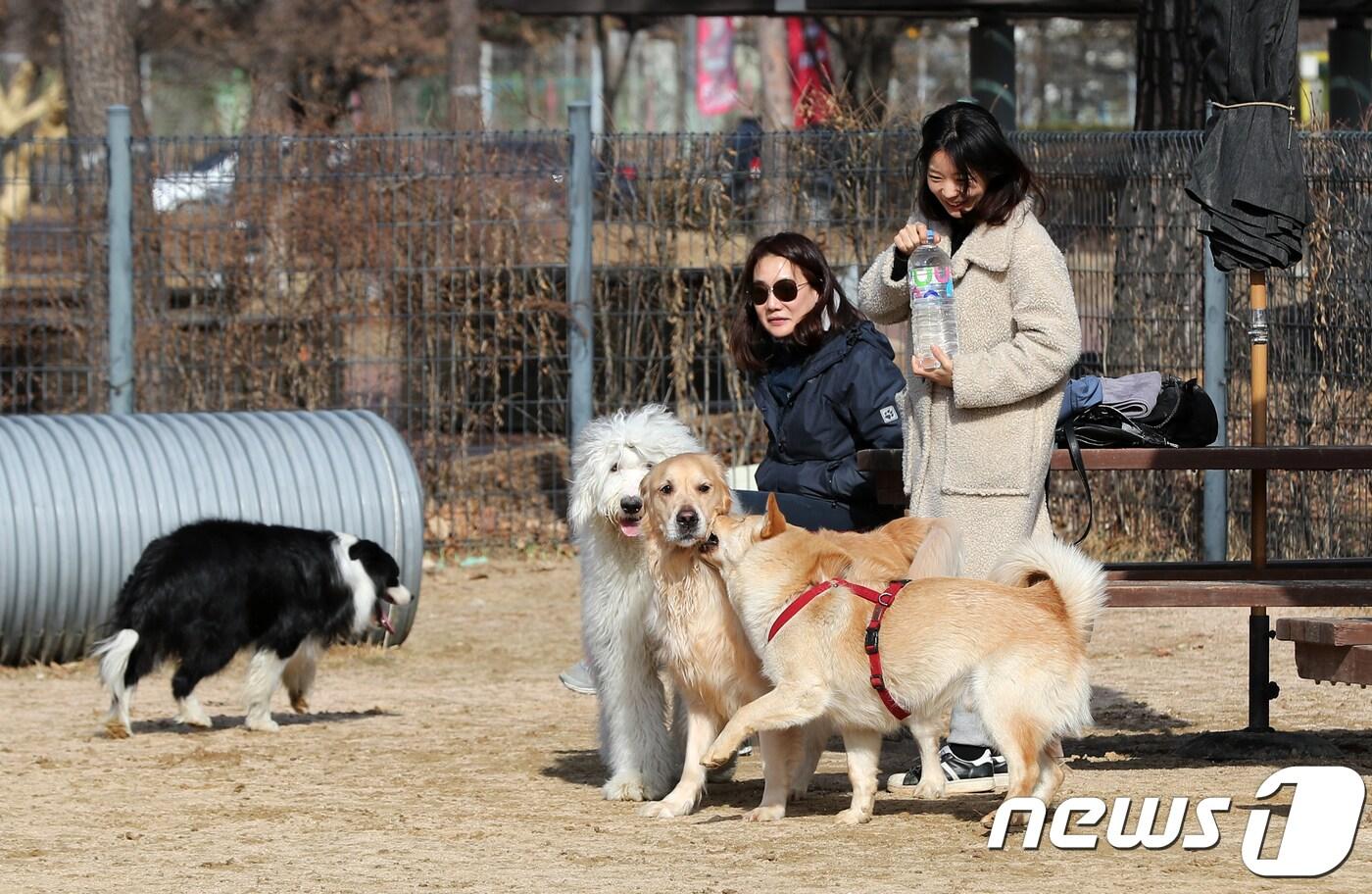 본문 이미지 - 6일 오후 서울 마포구 월드컵공원에 마련된 반려견 놀이터를 찾은 시민과 반려견들이 즐거운 시간을 보내고 있다. 2018.3.6/뉴스1 ⓒ News1 구윤성 기자