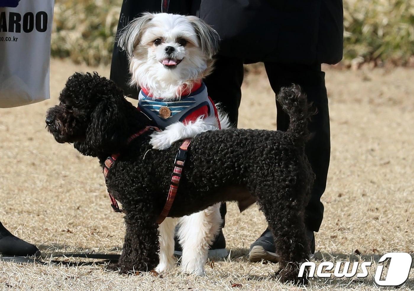 산책 중인 강아지들. 2018.3.6/뉴스1 ⓒ News1 황기선 기자
