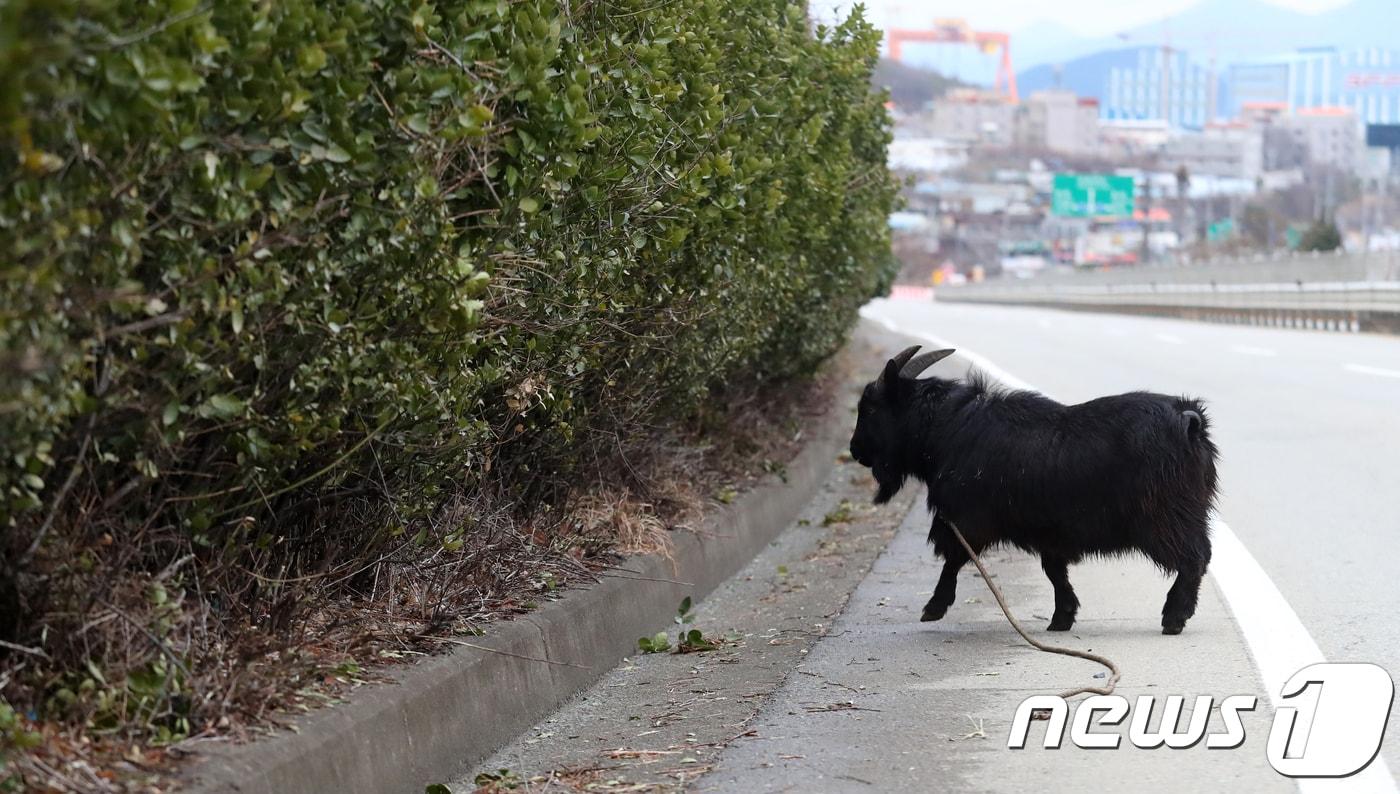 목줄이 풀린 흑염소가 풀을 뜯고 있다. 사진은 기사 본문과 관련 없음. ⓒ News1