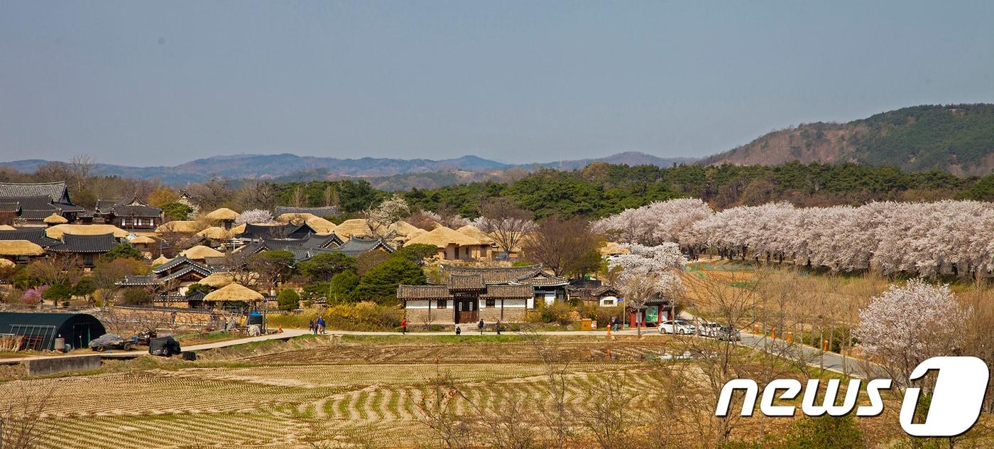 본문 이미지 - 10일 오후 경북 안동 월영교와 하회마을에 벚꽃이 만개하며 절경을 연출하고 있다. 하회마을을 감싼 제방 위 벚꽃들도 초가와 기와등이 어우려져 색다른 풍경을 선사하고 있다./뉴스1