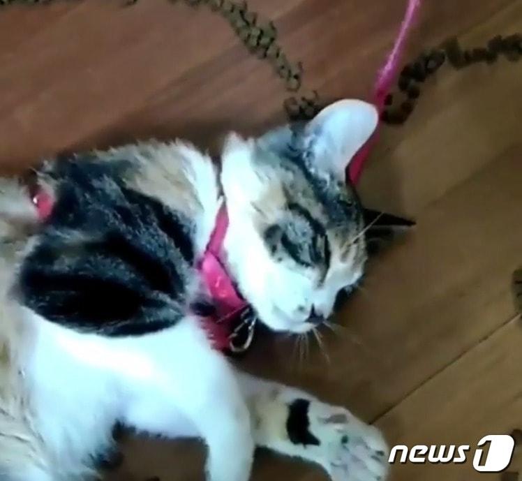 본문 이미지 - 고양이를 학대하고 이를 영상으로 촬영해 온라인에 유포한 남성에게 동물단체가 현상금 300만원을 내걸었다.ⓒ News1