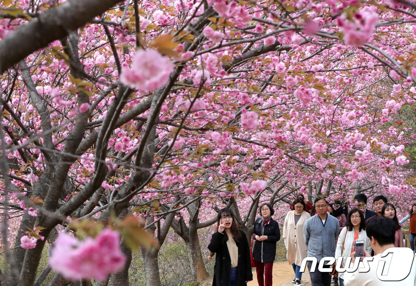전국 미세먼지 농도가 '보통' 수준을 보이며 완연한 봄날씨를 보인 12일 전북 전주시 완산공원꽃동산을 찾은 시민과 관광객들이 활짝 핀 겹벚꽃을 보며 사진을 찍고 있다. 따뜻한 봄날씨로 10여일 넘게 빨리 개화한 전주 완산공원꽃동산은 이번 주말 철쭉 개화 시기에 절정을 맞을 것으로 보인다.2018.4.12/뉴스1 ⓒ News1 문요한 기자