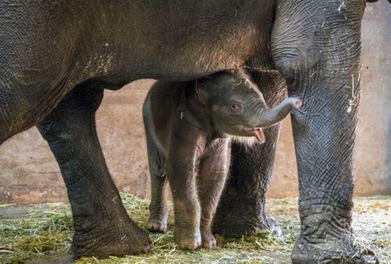 본문 이미지 - 23년 만에 태어난 아기 코끼리(서울시 제공).ⓒ News1