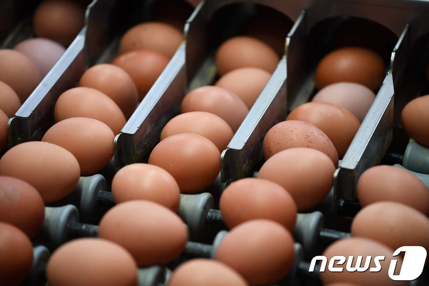 본문 이미지 - 미 전역에서 조류 인플루엔자 발생으로 달걀 가격이 기록적으로 치솟고 있다.  <자료사진> ⓒ AFP=뉴스1