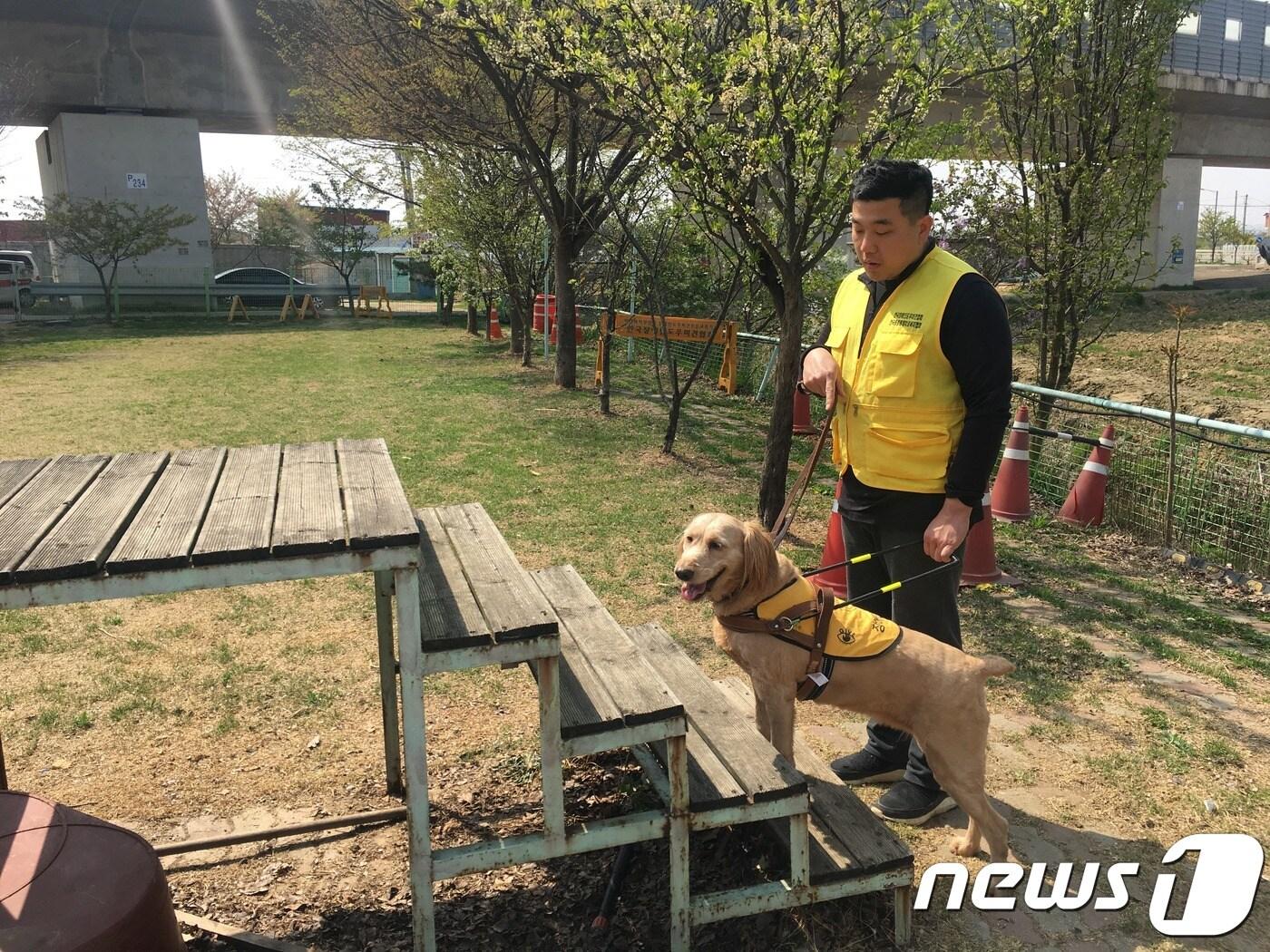 본문 이미지 - 이이삭 한국장애인도우미견협회 팀장이 골든두들 '살구'(4)에게 시각장애인도우미견 교육을 하고 있다.ⓒ News1 이기림 기자