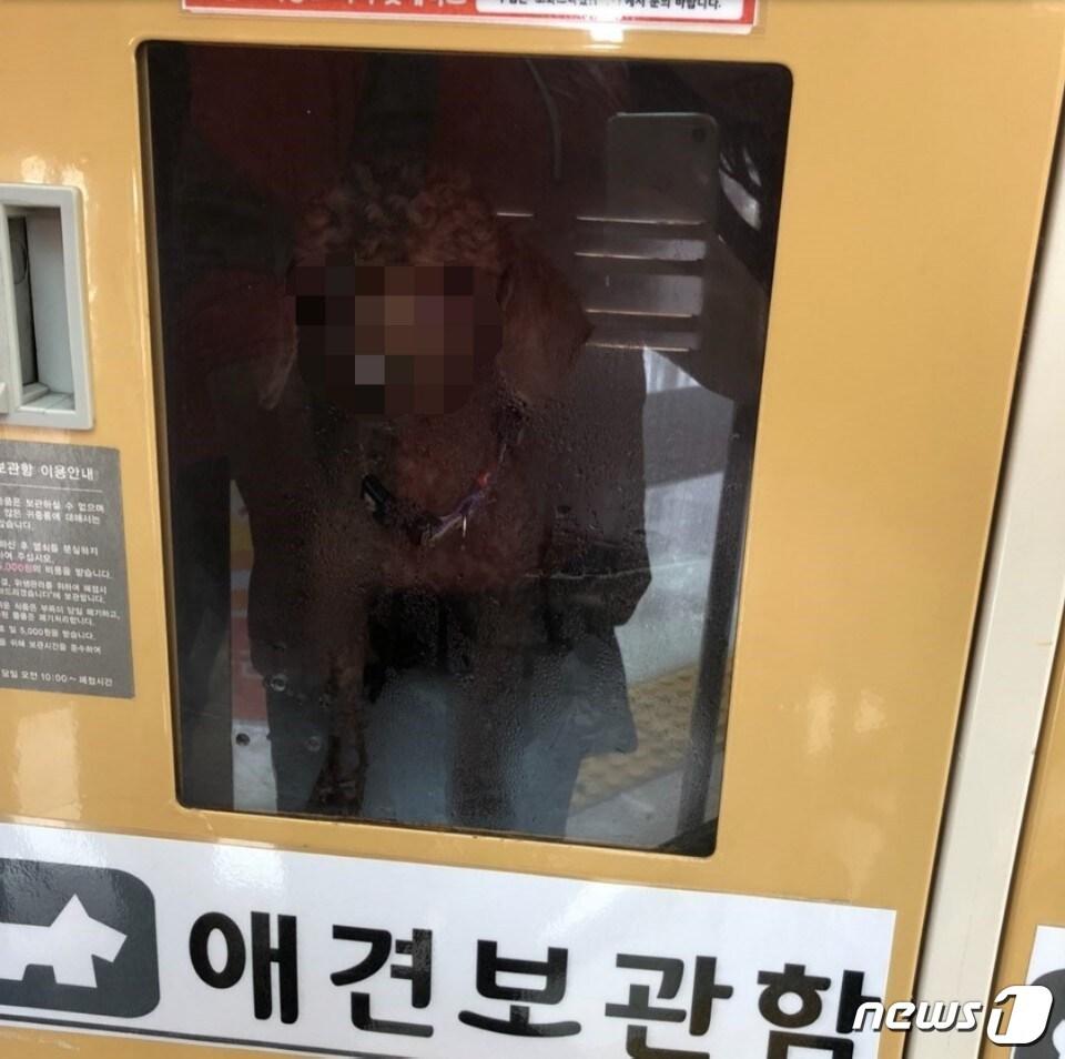 본문 이미지 - 한 대형마트 애견보관함에 4시간 이상 갇혀있다는 푸들(사진 인터넷 커뮤니티 캡처).ⓒ News1