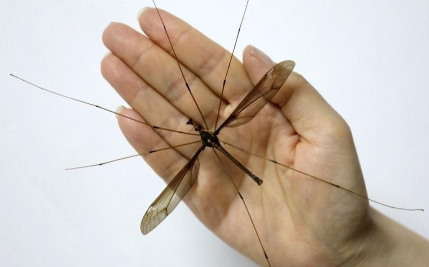 본문 이미지 - SCMP 갈무리