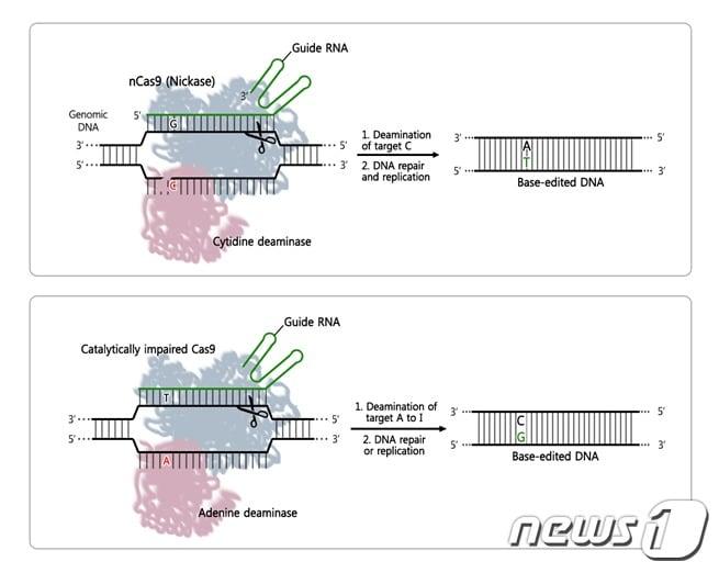 본문 이미지 - 아데닌 염기교정 가위 개념 및 작동 원리(IBS 제공)ⓒ News1