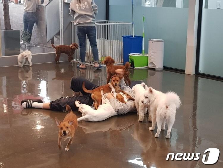 본문 이미지 - 강동구청과 유기견없는도시가 운영하고 있는 강동리본센터 내부 모습. 이곳에서 유기견을 입양하려면 입양자가 교육을 받아야 한다. ⓒ News1