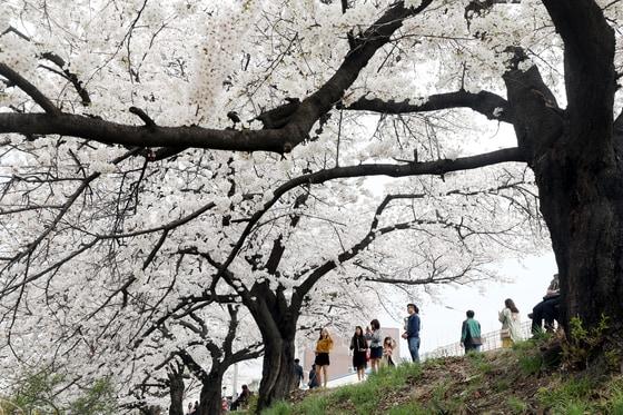 본문 이미지 - 청주 무심천 벚꽃.(자료사진)