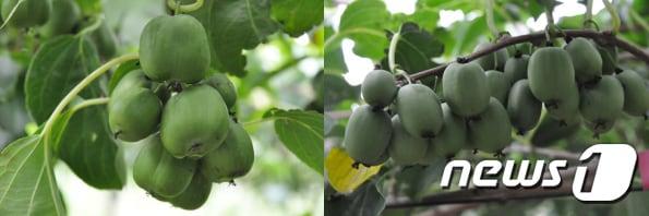 본문 이미지 - 토종다래 신품종 대보(왼쪽), 청연(오른쪽)(원주시청 제공)/뉴스1 ⓒ News1 노정은 기자