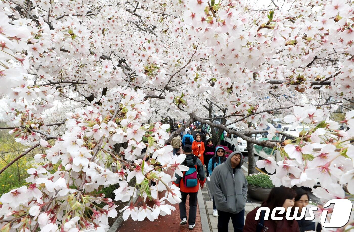 본문 이미지 - 6일 오전 서울 여의도 일대에서 시민들이 벚꽃길을 걸으며 봄을 만끽하고 있다.  2018.4.6/뉴스1 ⓒ News1 박지혜 기자