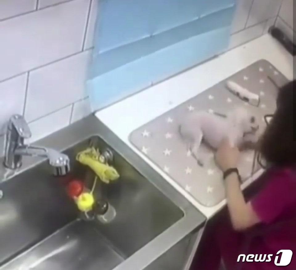 본문 이미지 - 대구의 한 동물병원에 애견미용사에게 학대당한 A씨의 반려견이 3일동안 의식불명 상태로 있다가 죽었다.(사진 SNS 영상 캡처)ⓒ News1