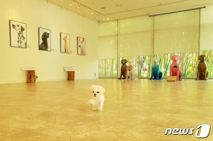 본문 이미지 - 11일 서울 성동구 서울숲 커뮤니티센터 1층 전시실에서 도기더치X동물해방물결 예술전시회 '행복을 입양하세요'(ADOPT HAPPINESS)가 열렸다.ⓒ News1 이기림 기자