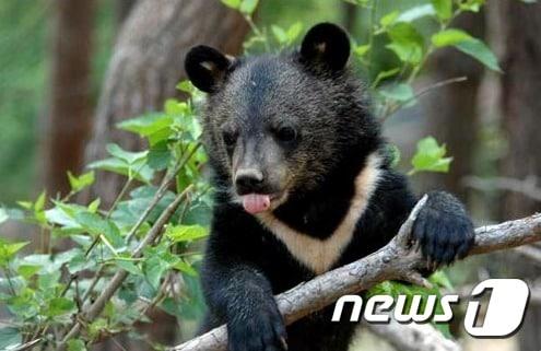 본문 이미지 - 반달가슴곰. 