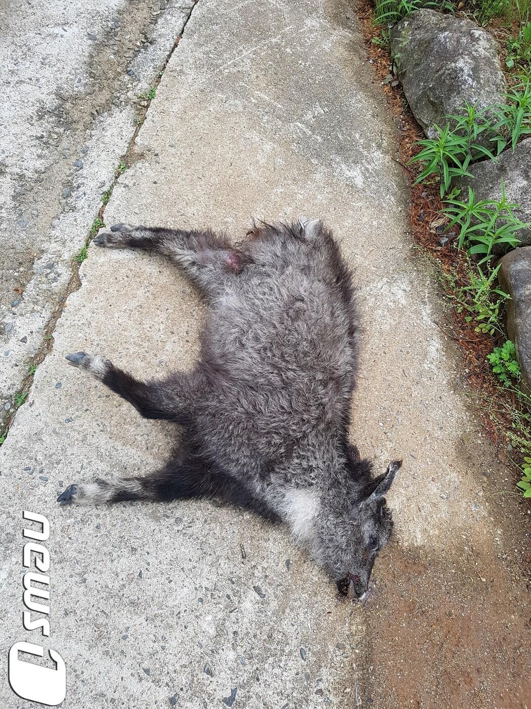 본문 이미지 - 지난 6일 경북 울진군 한 국도에서 로드킬 당한 산양.(사진 한국산양보호협회울진지회 제공)ⓒ News1