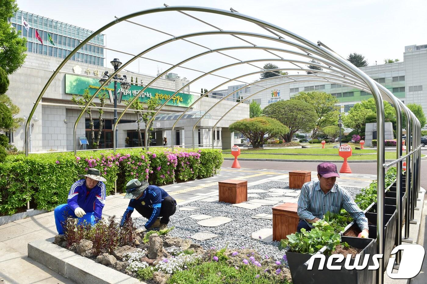 본문 이미지 - 최근 시청사에 설치된 그린커튼. 시는 6월께 아래쪽 화분에 뿌리를 둔 덩굴식물이 로프를 타고 자라면서 건물 외벽을 뒤덮게 된다고 설명했다. ⓒ News1