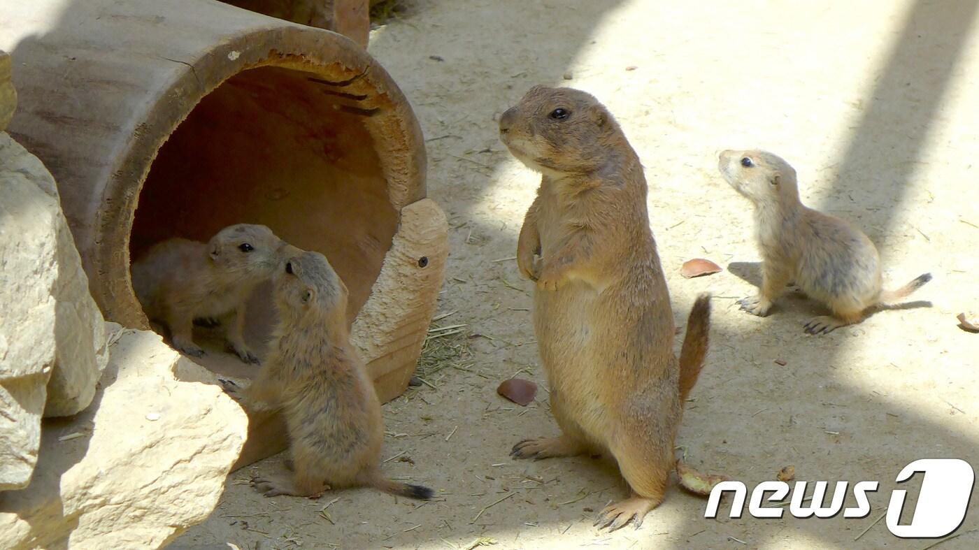 검은꼬리프레리도그.(사진 국립생태원 제공)ⓒ News1