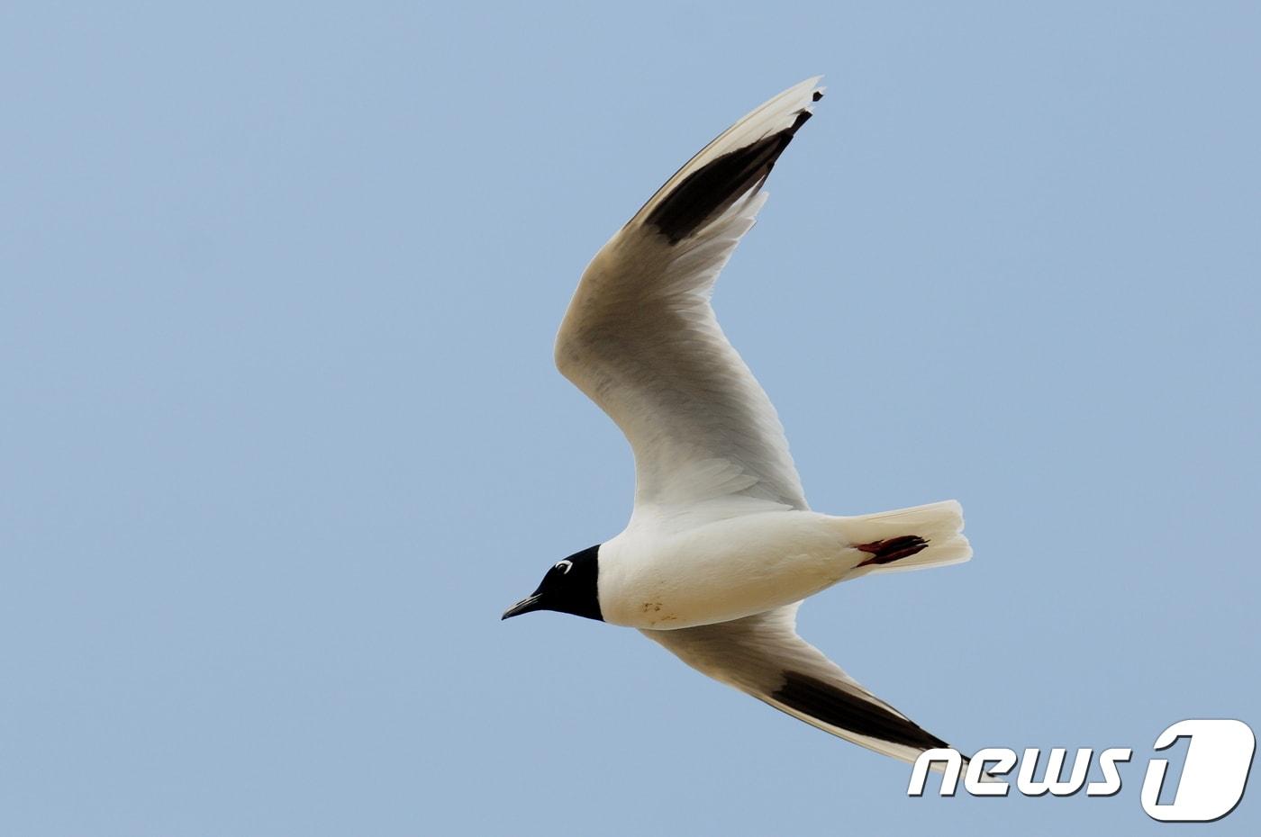 본문 이미지 - 멸종위기종인 검은머리갈매기.ⓒ News1