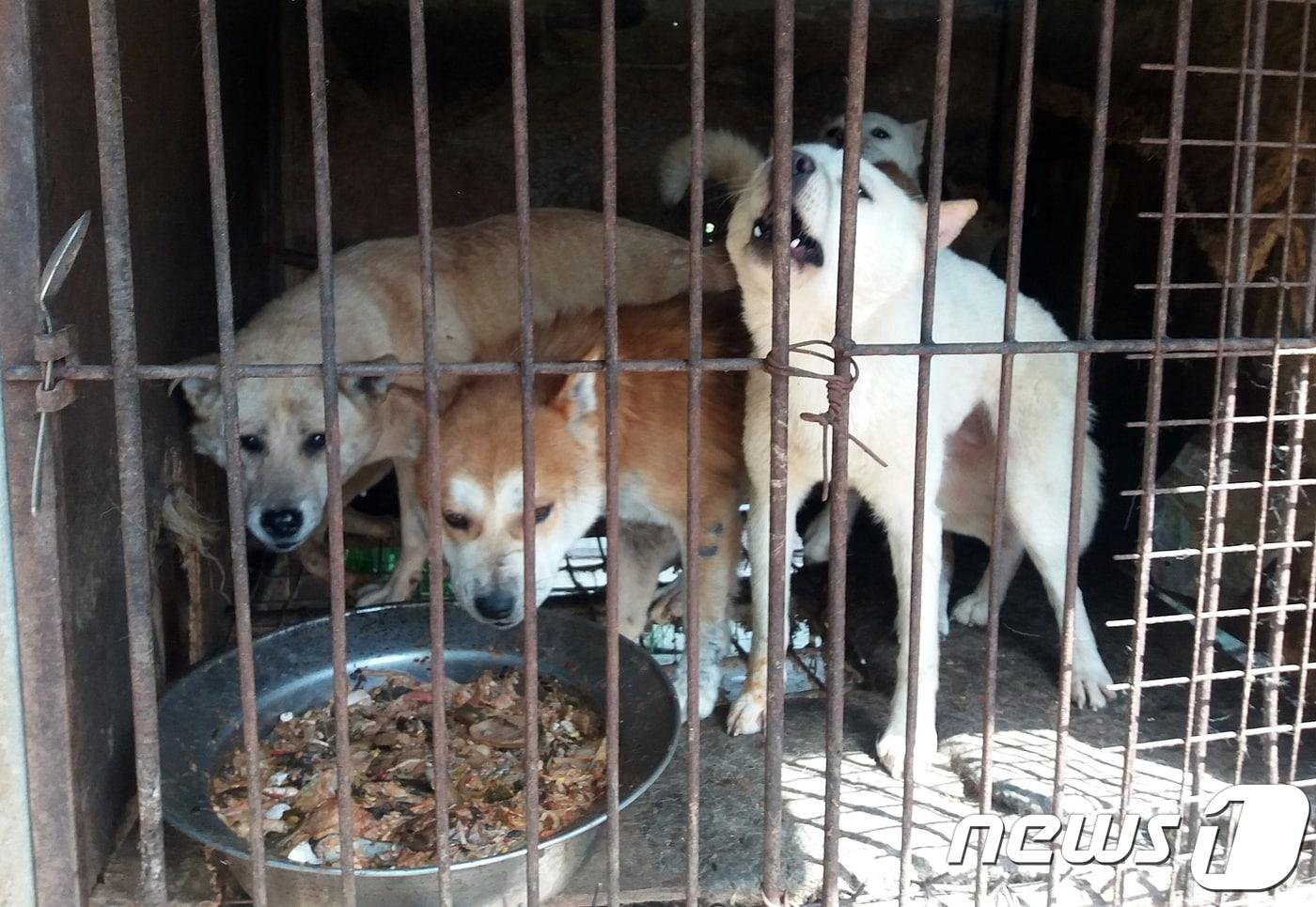 남양주에 위치한 식용견 농장에는 수십마리의 개들이 뜬장에 갇혀 있다. ⓒ News1 최서윤 기자