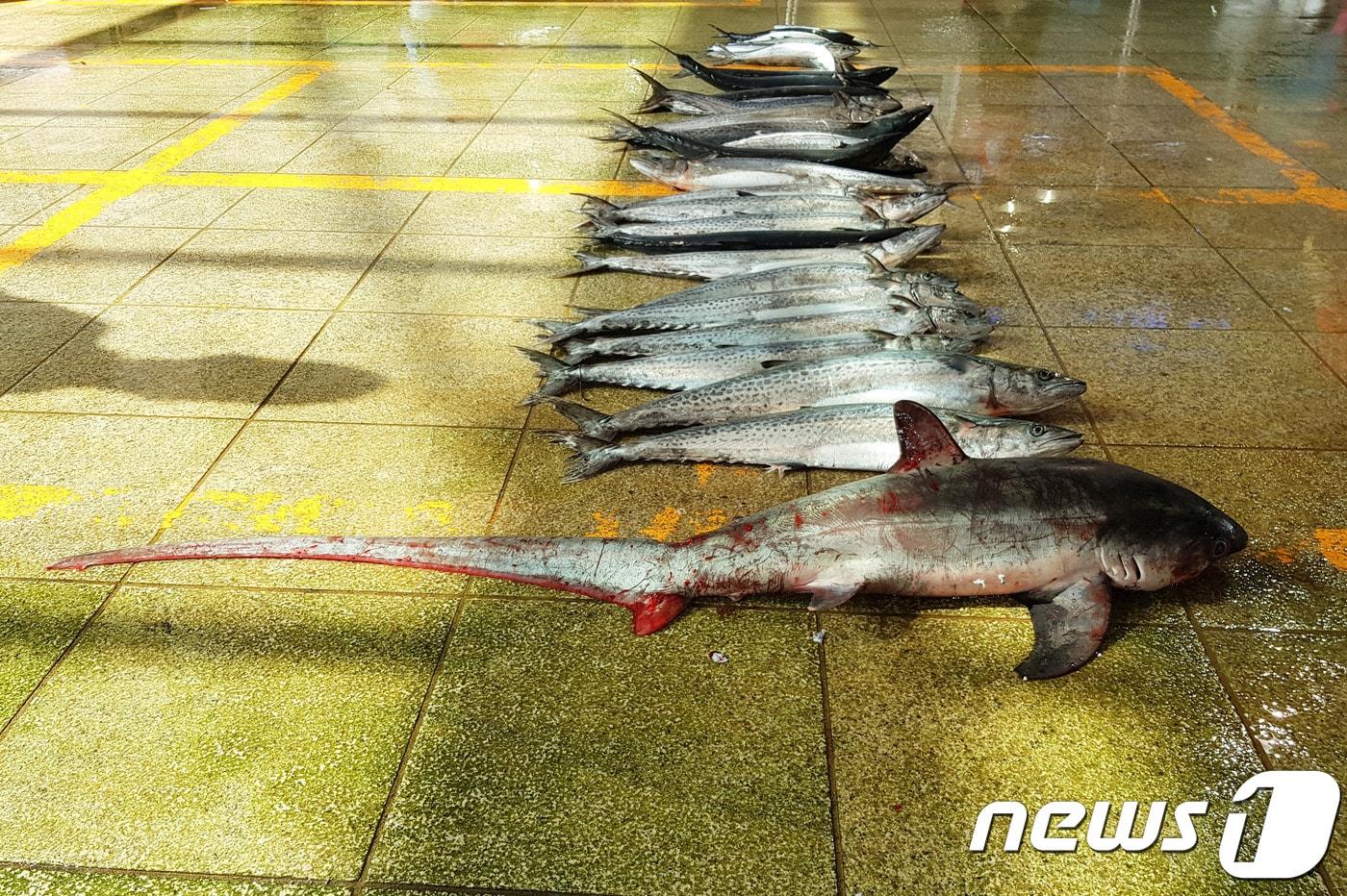 본문 이미지 - 26일 오전 경북 포항시 죽도어시장에서 길이 약 2m크기의 환도상어 한마리가 위판됐다.2018.5.26/뉴스1ⓒ News1 최창호 기자