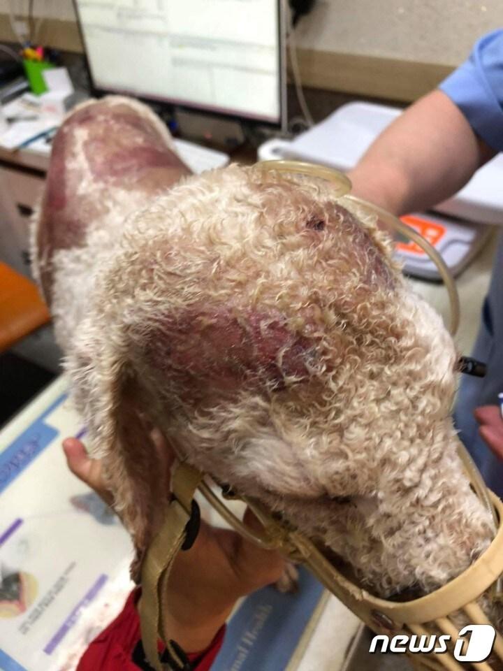 본문 이미지 - 김씨의 반려견 '뭉개'(사진 김씨 제공).ⓒ News1