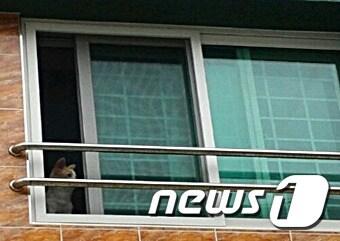 본문 이미지 - 외출 중인 필자를 기다리는 반려견 밍키.ⓒ News1