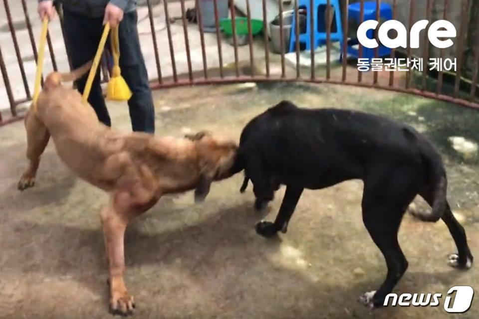 본문 이미지 - 케어는 30일 불법투견장을 발견했다고 밝혔다.(사진 케어 제공) ⓒ News1