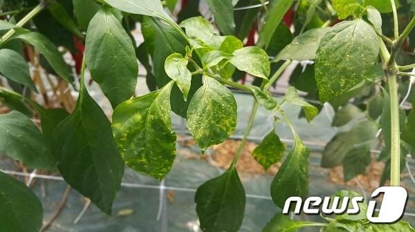 본문 이미지 - 총채벌레 피해 모습ⓒ News1