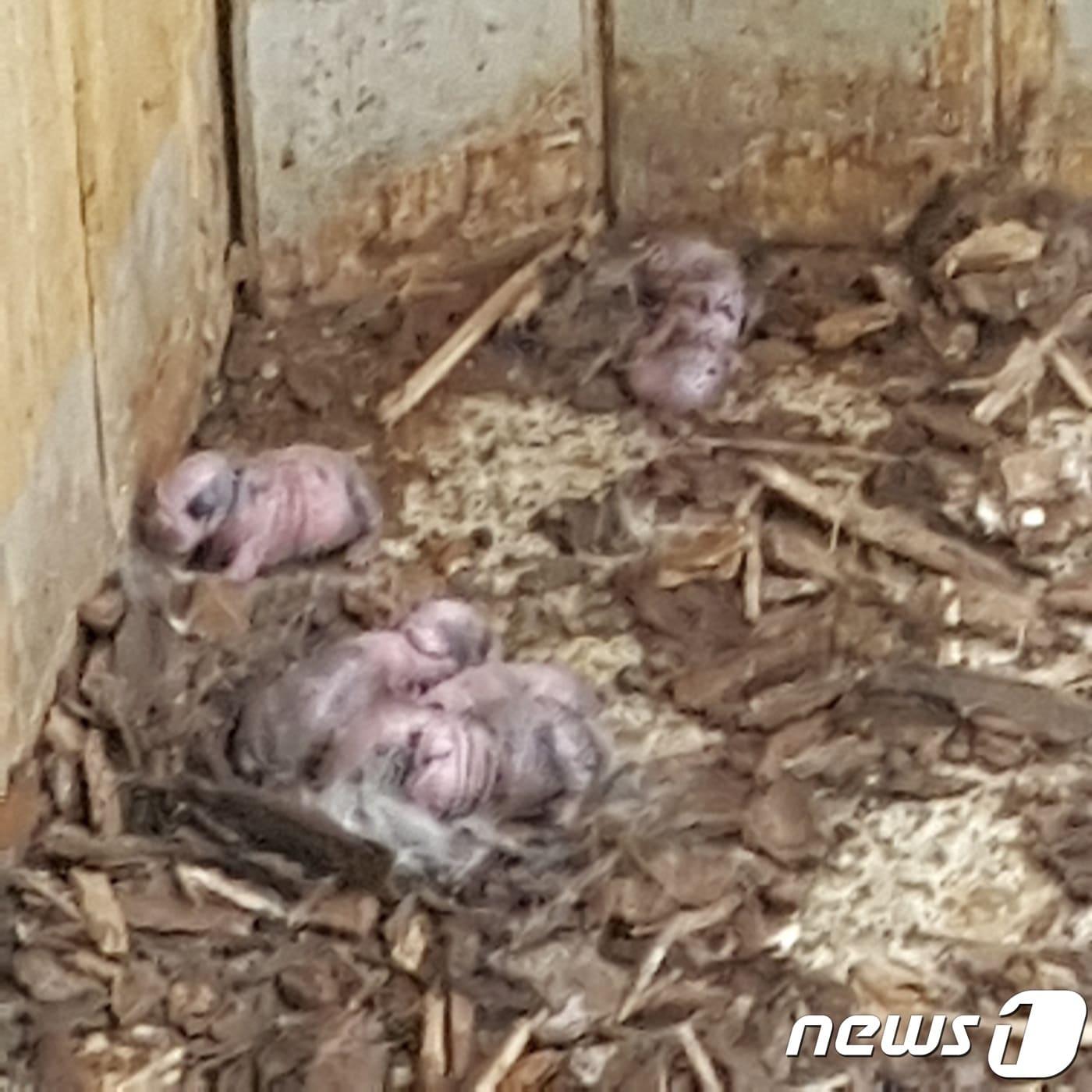 본문 이미지 - 대전아쿠아리움 관람중 토끼가 새끼를 낳았지만 관계자들 중 아무도 임신했던 사실을 몰랐다.(사진 제보자 제공)ⓒ News1