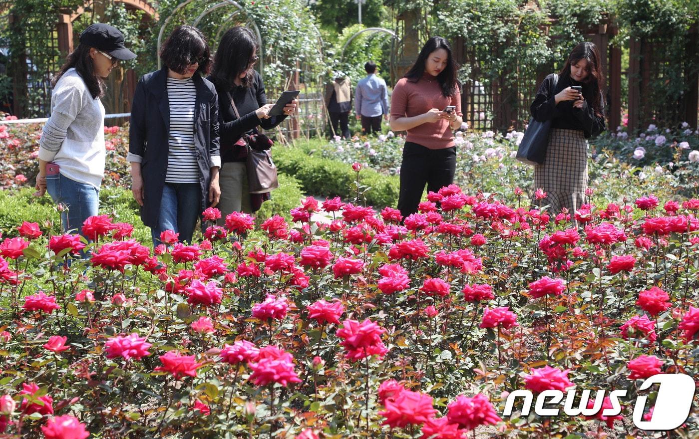 본문 이미지 - 13일 대전·충남은 오전사이 가시거리 200m 미만의 짙은 안개가 낄 것으로 예보됐다. 대전 한밭수목원 장미원에서 시민들이 활짝 핀 장미꽃을 바라보고 있다. ⓒ 뉴스1