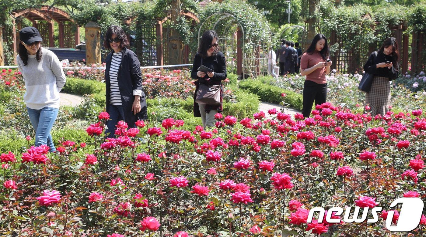 30일 대전·충남은 대체로 맑은 가운데 낮과 밤의 기온차가 15도 이상으로 클 것으로 예보됐다. 대전 한밭수목원 장미원에서 시민들이 활짝 핀 장미꽃을 바라보고 있다. /뉴스1 ⓒ News1 주기철 기자
