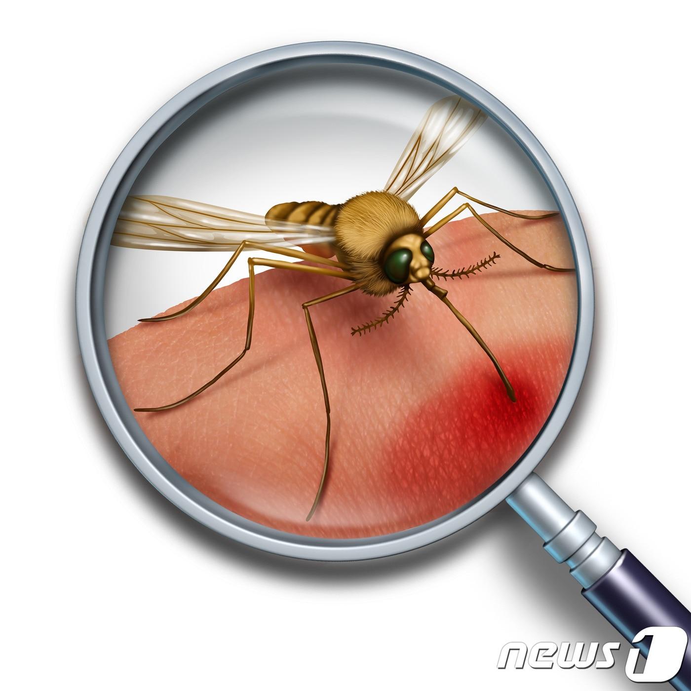 본문 이미지 - 심장사상충은 모기에 의해 감염된다.(사진 이미지투데이)ⓒ News1