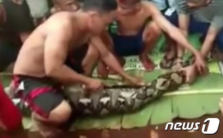 본문 이미지 - 인도네시아에서 여성을 통째로 삼킨 그물무늬비단뱀의 배를 가르고 있다. (출처=유튜브 갈무리) ⓒ News1