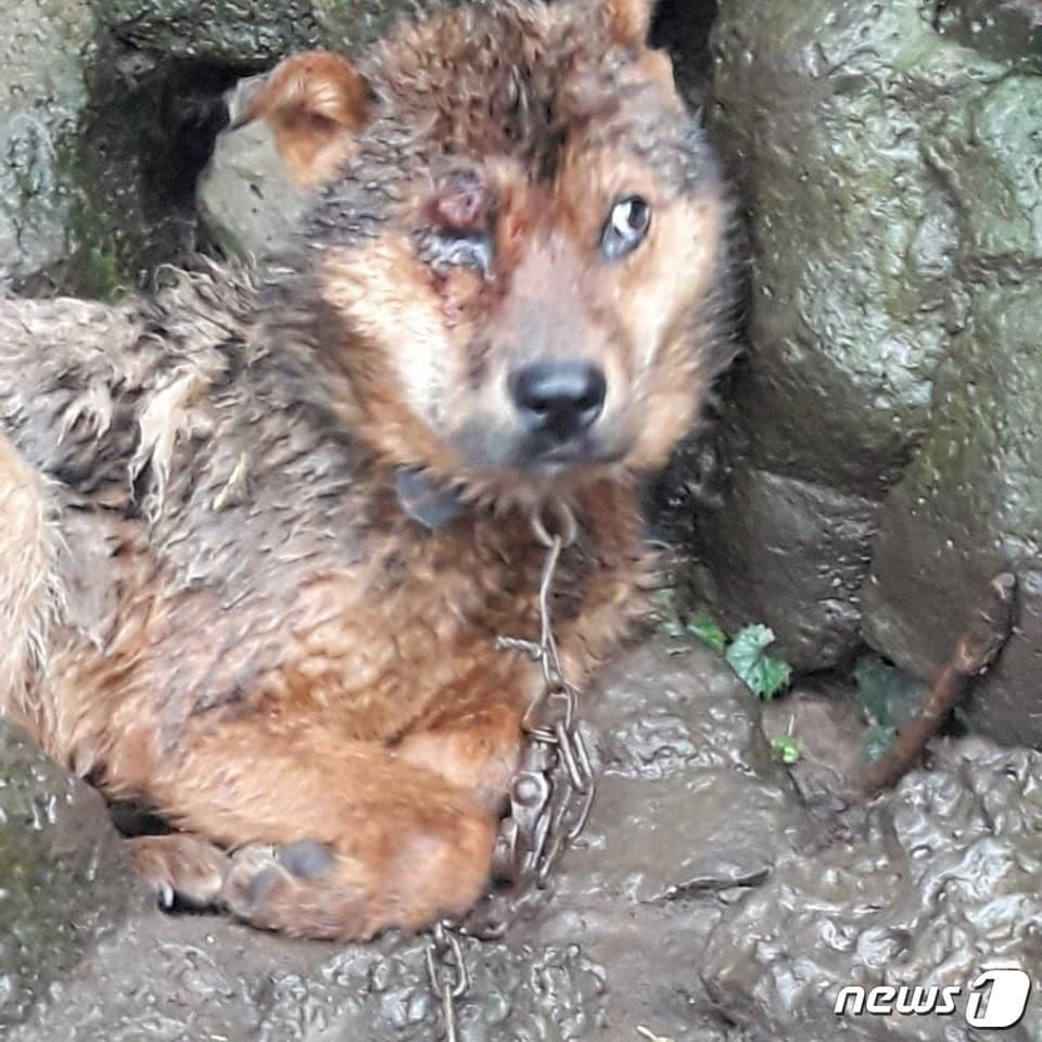 본문 이미지 - 눈이 다친 채 방치돼 있는 강아지.(사진 SNS 캡처)ⓒ News1