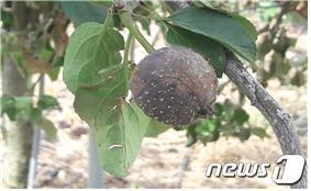 본문 이미지 - 과수화상병 증상(강원도농업기술원 제공)ⓒ News1