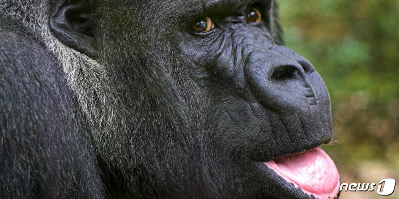 본문 이미지 - 미국 말하는 고릴라 '코코'ⓒ News1