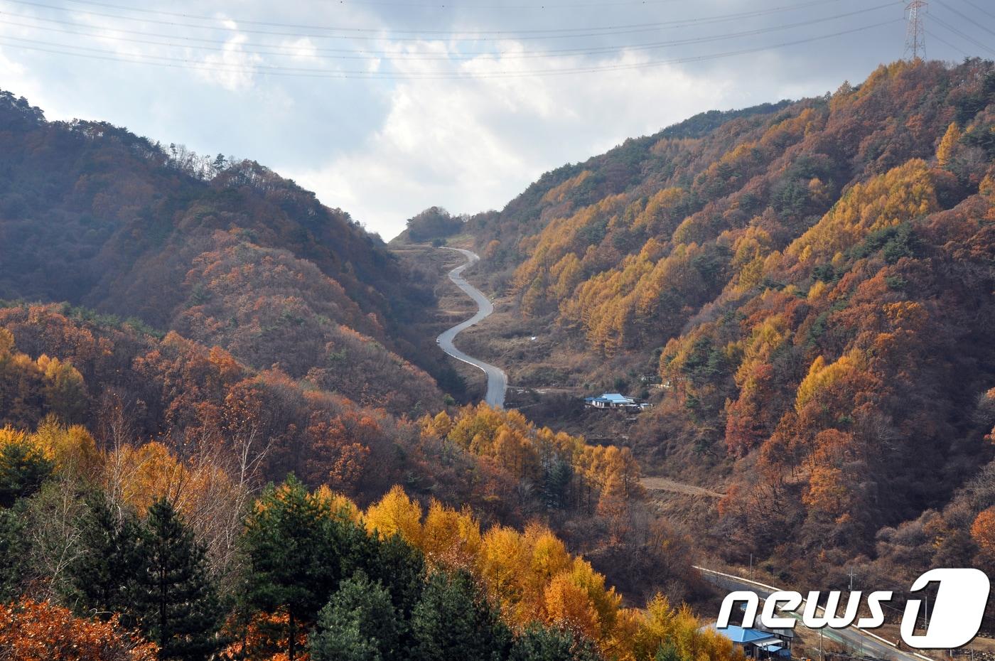 본문 이미지 - 원주 귀래면 숲길(북부산림청 제공) ⓒ News1 노정은 기자
