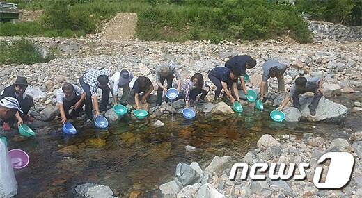 본문 이미지 - 26일 평창군과 강원도내수면자원센터가 평창군 진부면 봉산리 봉산천에 미유기를 방류하고 있다.(평창군 제공).2018.6.26/뉴스1 ⓒ News1 권혜민 기자
