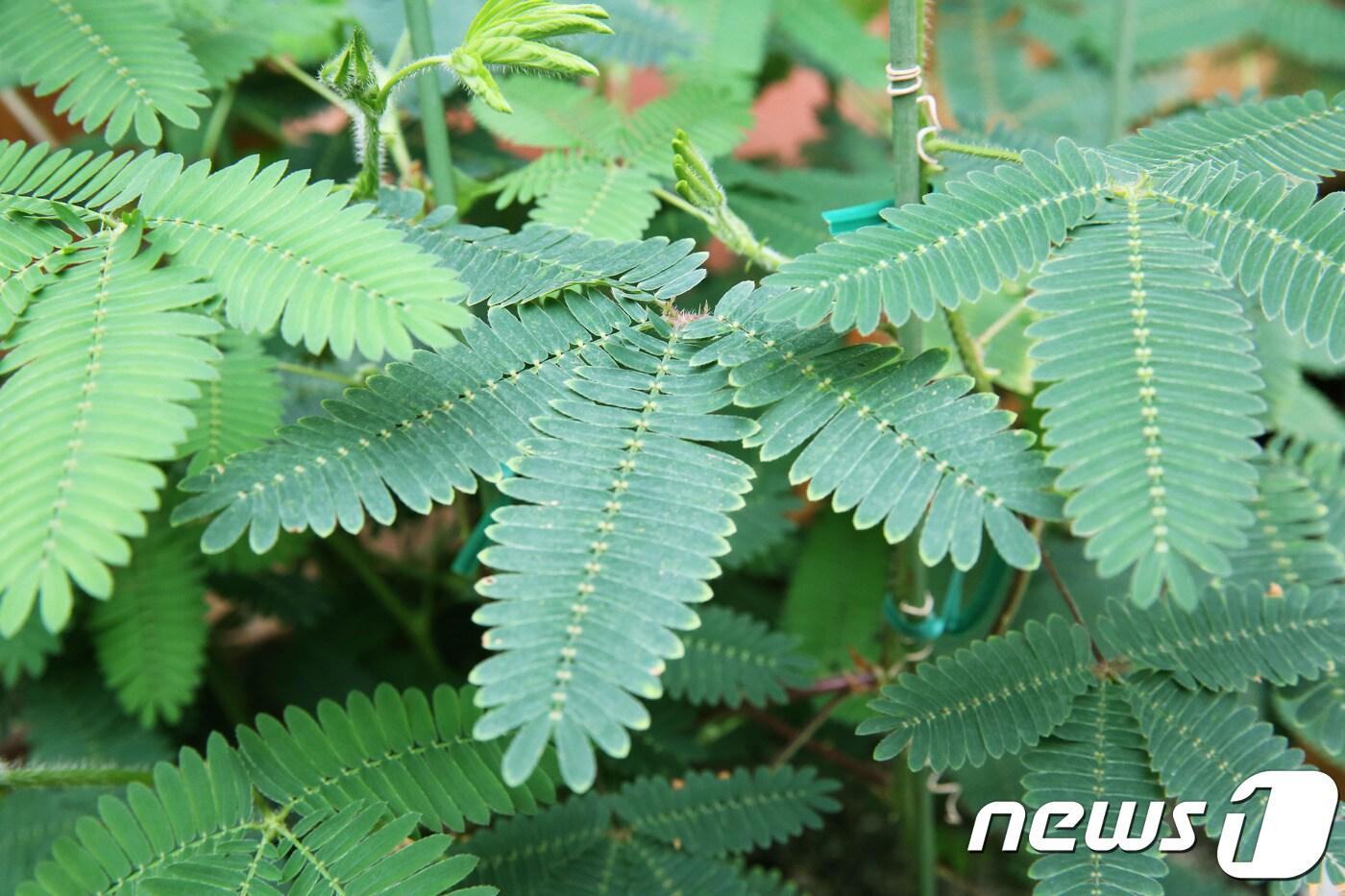 본문 이미지 - 움직이는 식물 '미모사'(서울시 제공)ⓒ News1