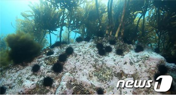 본문 이미지 - 사막화가 진행되고 있는 독도 바닷속/사진=해양수산부ⓒ News1