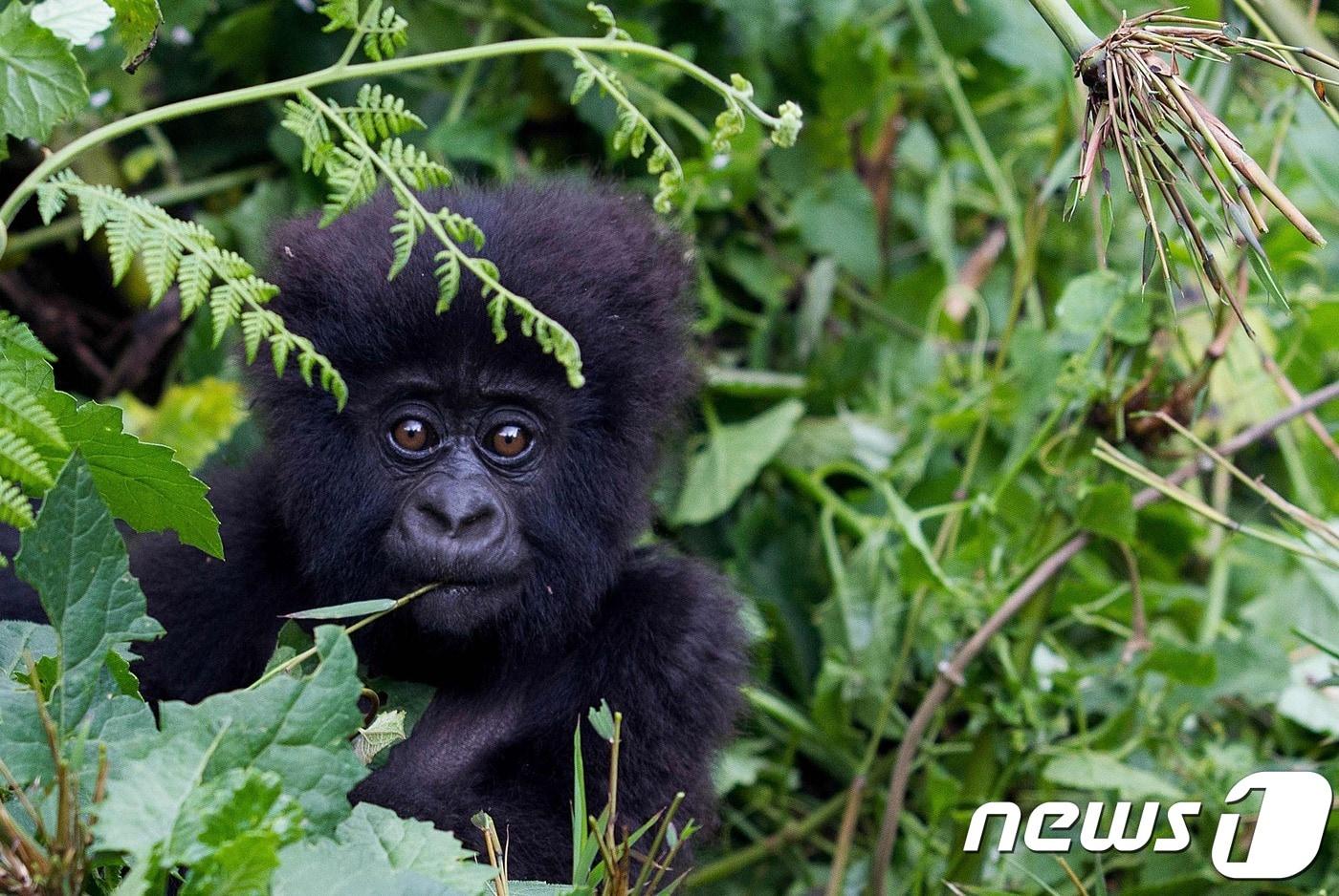르완다에 살고 있는 새끼 마운틴 고릴라.ⓒ AFP=뉴스1