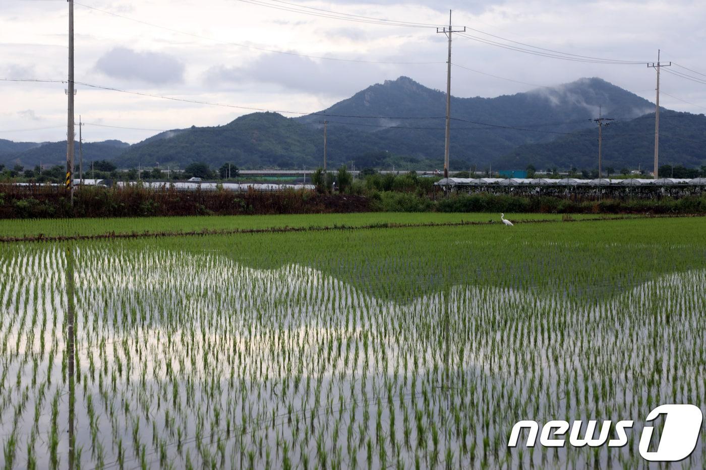 지난달 30일 오후 광주 광산구 박뫼마을 논이 물에 잠겨 있다.2018.7.1/뉴스1ⓒ News1 한산 기자